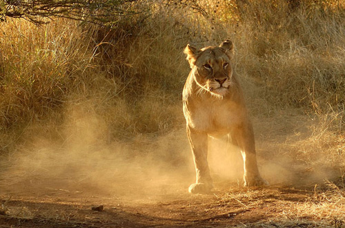 Lioness Big 5 sightings on Daily Game Drives at the Ivory Tree Game Lodge located in the Big 5 Malaria Free Pilanesberg National Park in South Africa Pilanesberg Ivory Tree Game Lodge Lioness Big 5 Malaria Free Pilanesberg National Park South Africa