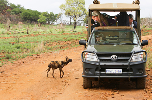Wild Dog sightings on Game Drives at the Ivory Tree Game Lodge located in the Big 5 Malaria Free Pilanesberg National Park in South Africa Pilanesberg Ivory Tree Game Lodge Game Drives Wild Dog Big 5 Malaria Free Pilanesberg National Park South Africa