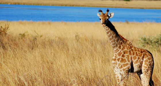 Giraffe Sighting Safari Accommodation Bookings Pilanesberg Game Reserve Malaria free Big Five Game Park